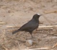 /album/photogallery/white-fronted-black-chat-jpg1/